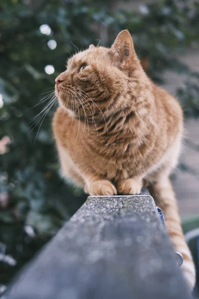 Plan Vertical Mignon Chat Brun Posé Sur Main Courante Pont — Photo