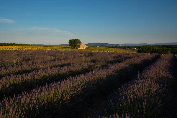 Uma Paisagem Campo Lavanda Cercada Por Colinas Sob Luz Solar — Fotografia de Stock