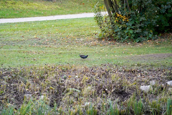 Tiro Closuep Pequeno Pássaro Nos Campos — Fotografia de Stock