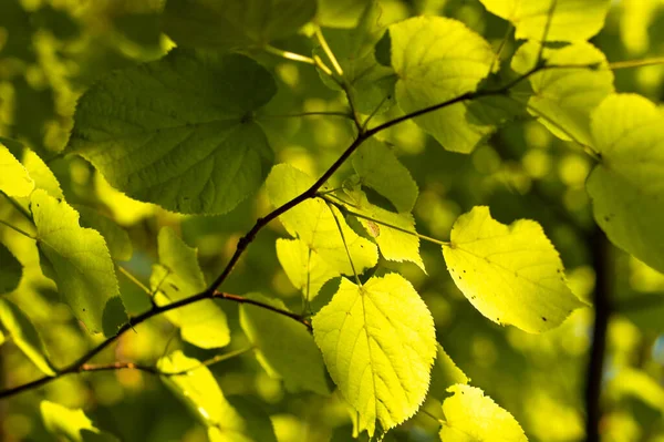 明るい緑の葉 壁紙や背景のテクスチャを持つ木の枝 — ストック写真