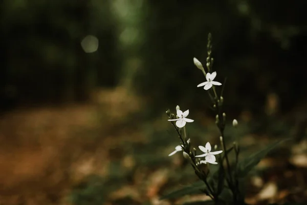 白い野の花のクローズアップ選択的フォーカスショット — ストック写真