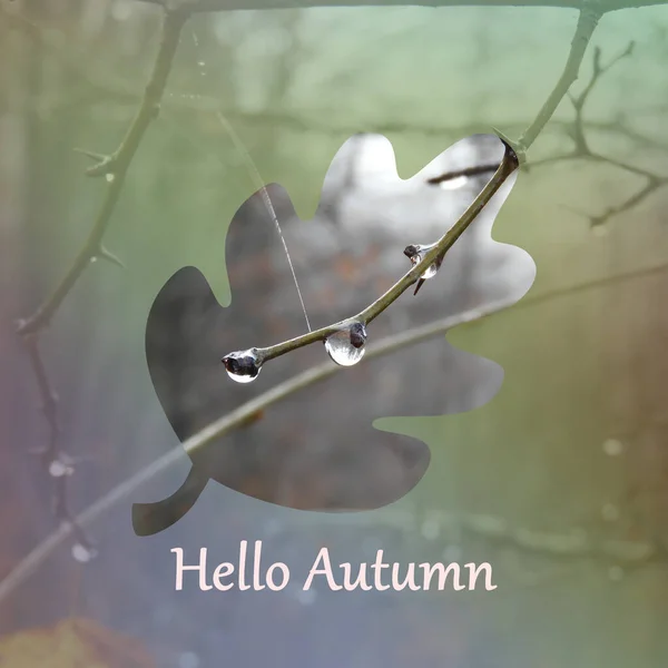 Схема Листа Hello Autumn Написана Під Ним Проти Гілок Дощовими — стокове фото