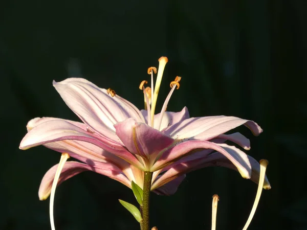 Detailní Záběr Jemné Sluncem Zalité Lilie Květiny Izolované Černém Pozadí — Stock fotografie