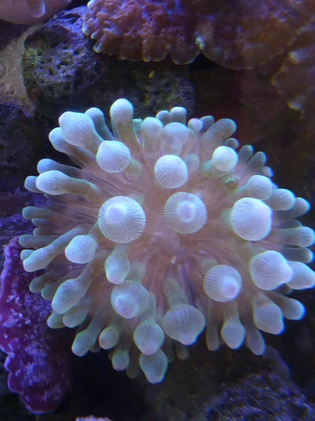 Eine Schöne Aufnahme Von Seeanemonen Auf Den Felsen Des Meeres — Stockfoto