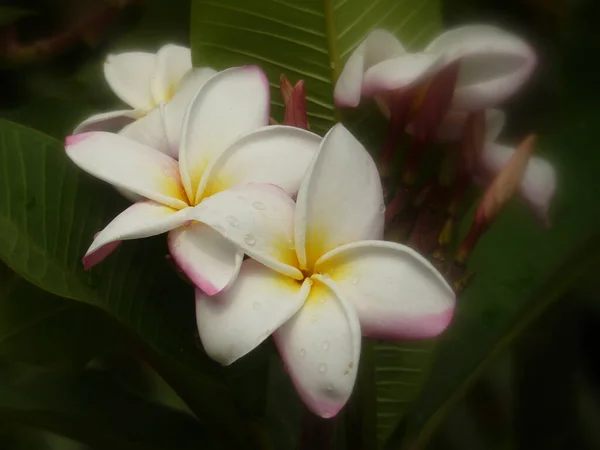 Primer Plano Plumeria Blanco Embota Creciendo Jardín — Foto de Stock