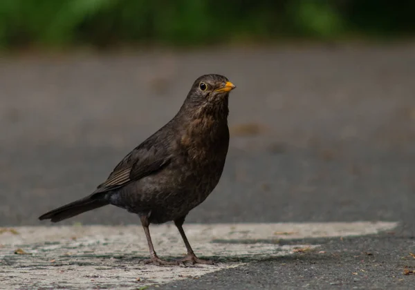 通りに茶色の鳥の選択的なフォーカスショット — ストック写真