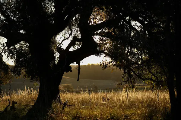 Ein Schöner Blick Auf Eine Wiese Mit Bäumen Bei Sonnenuntergang — Stockfoto