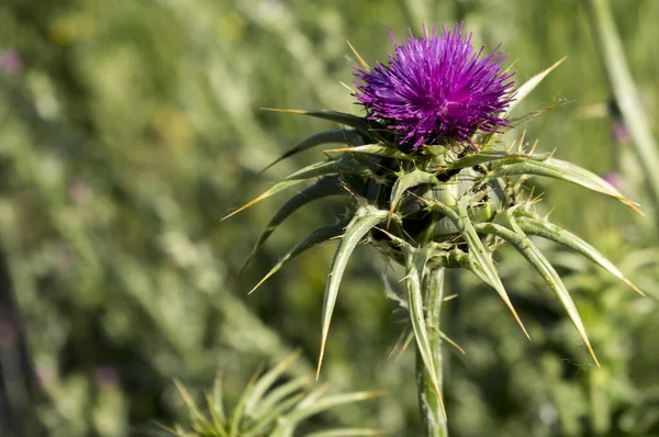 A selective focus shot of purple milk thistle on the field with a bokeh background
