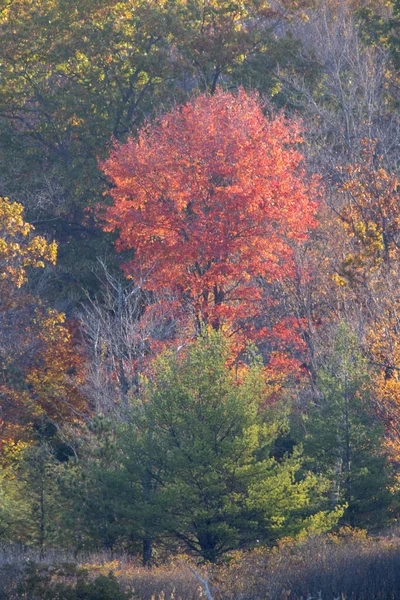 Vertical Shot Colorful Leaves Forest Captured Daytime Autumn — Stock Photo, Image