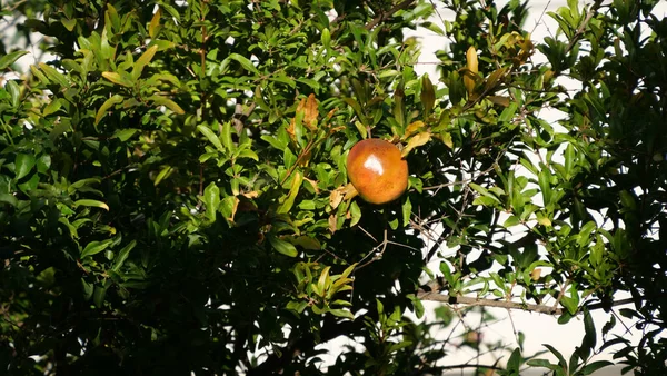 Closeup Pomegranate Tree Surrounded Green Leaves — Stock Photo, Image