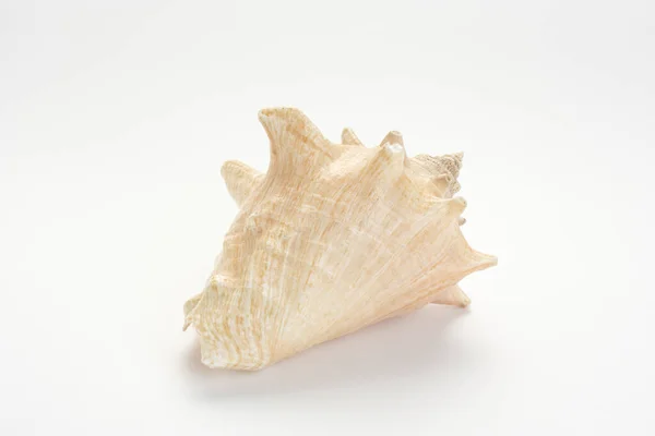 在白色背景上孤立的干贝壳的特写镜头 作为装饰 — 图库照片