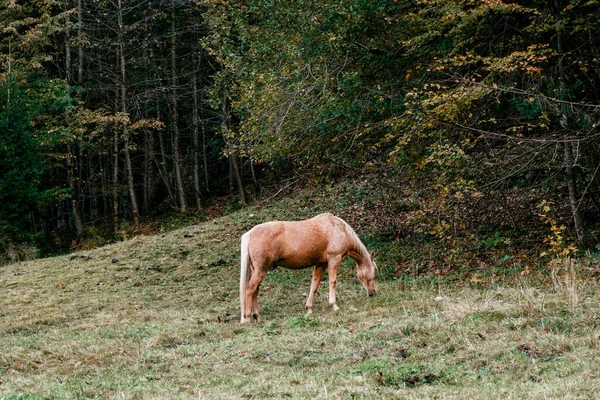 Cavalo Castanho Pastando Campo Com Árvores — Fotografia de Stock