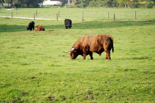 Szkocki Byk Góralski Wypasający Się Polu — Zdjęcie stockowe