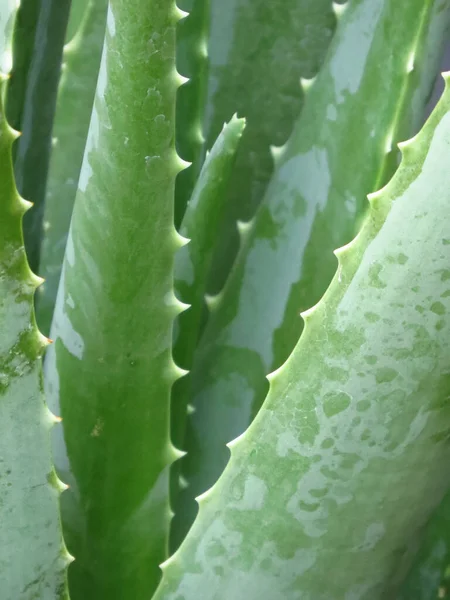 Plan Vertical Des Feuilles Matures Plante Verte Aloe Vera — Photo