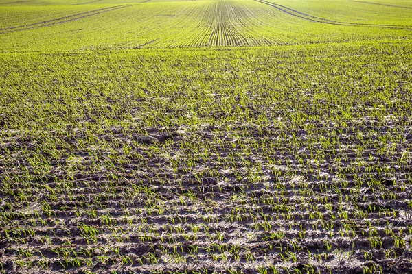 Eine Nahaufnahme Von Sonnenbeschienenen Sämlingen Die Aus Gepflügten Reihen Feuchter — Stockfoto