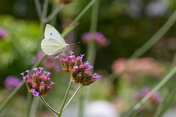 Gros Plan Papillon Blanc Assis Sur Minuscules Fleurs — Photo