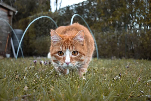 Eine Selektive Fokusaufnahme Einer Entzückenden Katze Gras — Stockfoto