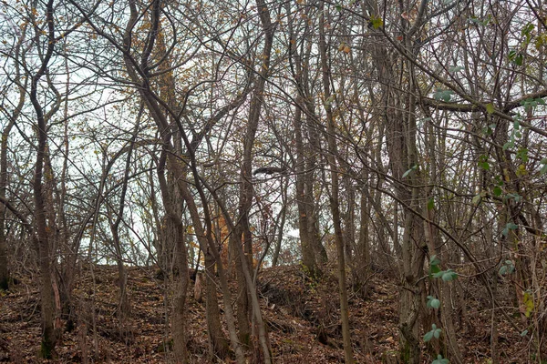 Kilátás Száraz Őszi Fák Erdőben — Stock Fotó