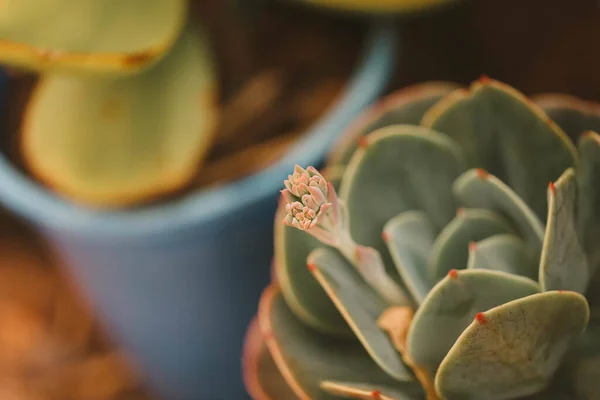 Detailní Záběr Vysoké Anděl Záběr Echeveria Elegans Rostliny Listy — Stock fotografie