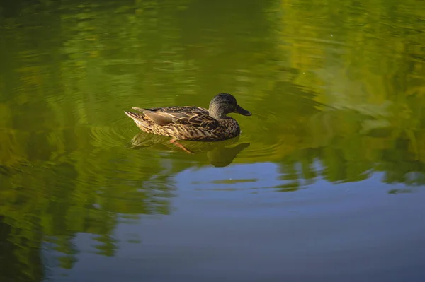 연못에서 수영하는 귀여운 라드의 — 스톡 사진