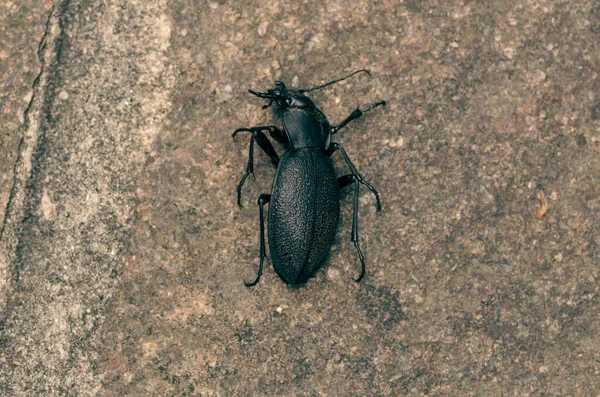Closeup Shot Black Beetle Ground — Stock Photo, Image