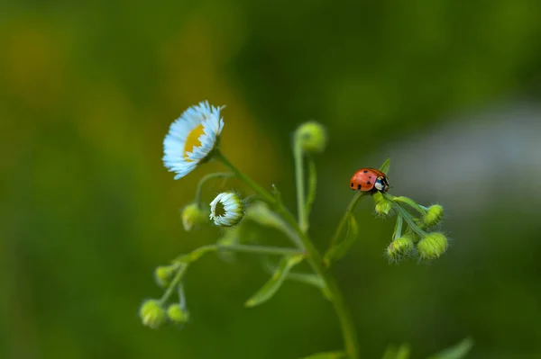 Closeup Ladybug Perched Daisy Flower Blurred Background — Stock Photo, Image