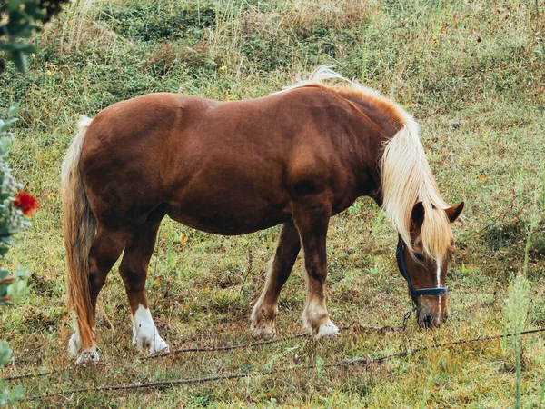 Güneşli Bir Günde Yeşil Çayırdaki Kahverengi Atın Güzel Manzarası — Stok fotoğraf
