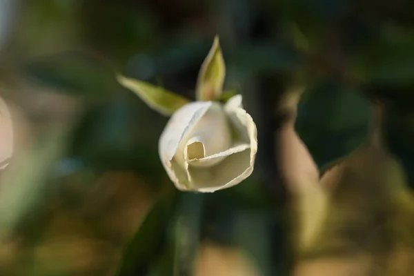 Enfoque Selectivo Una Rosa Blanca — Foto de Stock