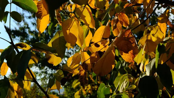 树上秋季叶子的选择性集中拍摄 — 图库照片
