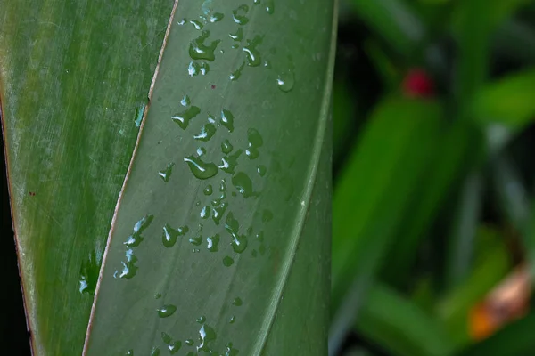 Closeup Wet Leaves Plants — Stock Photo, Image