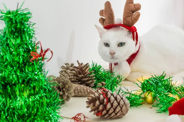 Primo Piano Colpo Gatto Bianco Corna Alce Natale Con Ornamenti — Foto Stock