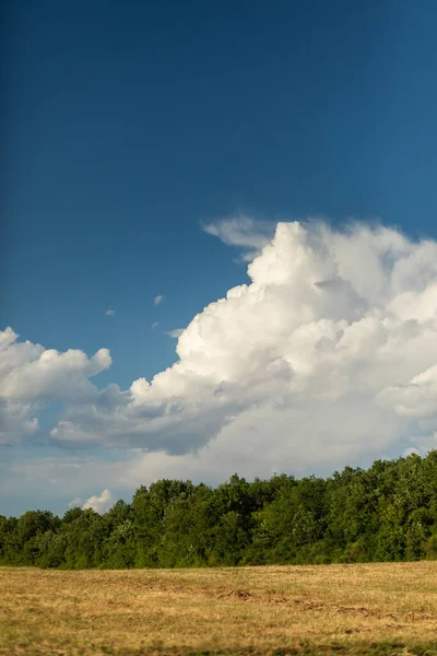 Eine Vertikale Aufnahme Eines Riesigen Feldes Mit Einem Wald Hintergrund — Stockfoto