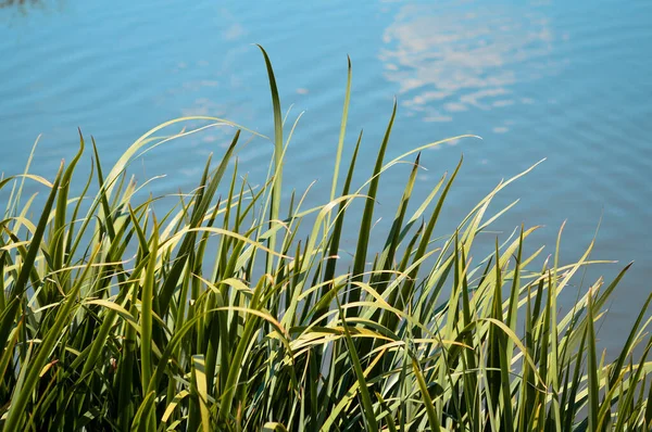 清澈的水景背景上的草叶 墙纸的质地 — 图库照片