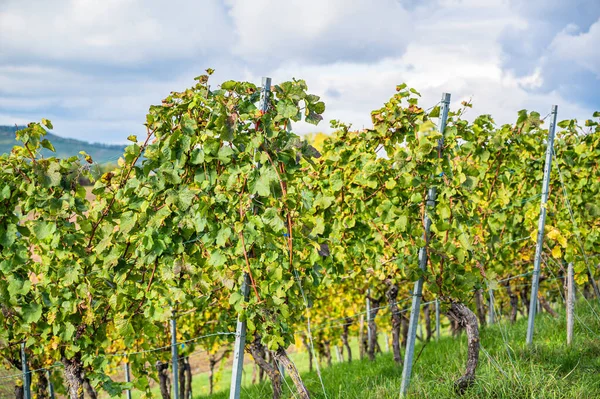 Gros Plan Raisins Mûrs Dans Vignoble — Photo