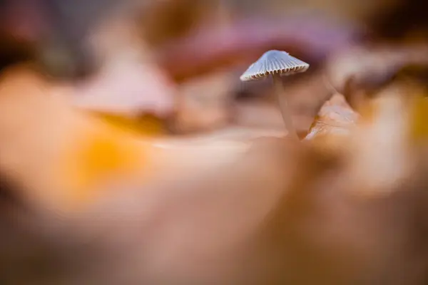 Eine Selektive Fokusaufnahme Eines Einzelnen Pilzes Wald — Stockfoto