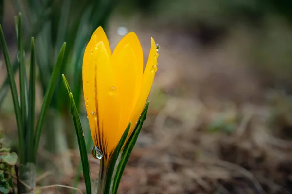 Primer Plano Azafrán Amarillo Floración Fresca Mañana Con Gotas Agua —  Fotos de Stock