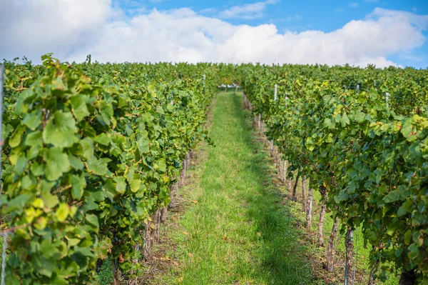 Closeup Shot Ripening Grapes Vineyard — Stock Photo, Image