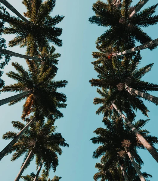 Low Angle Shot Palm Trees Blue Sky — Stock Photo, Image