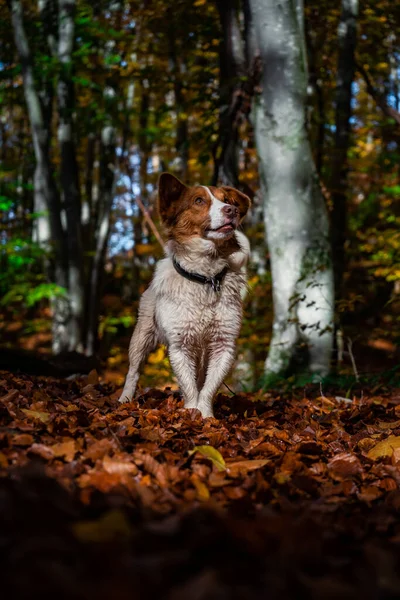 Pionowe Ujęcie Border Collie Psa Jesiennym Lesie — Zdjęcie stockowe