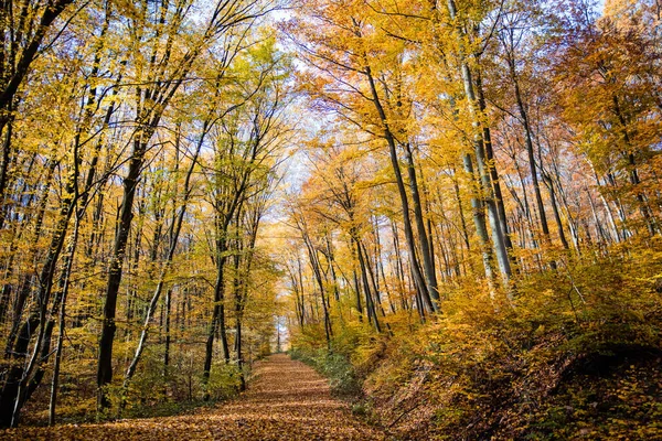 Vacker Bild Skog Hösten — Stockfoto