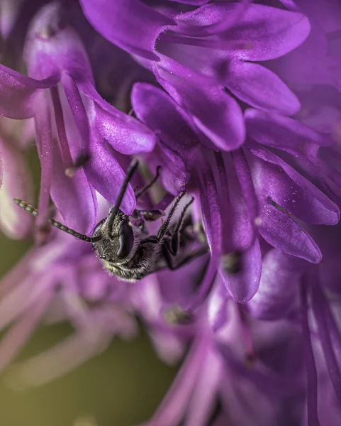 Eine Vertikale Aufnahme Einer Biene Auf Einer Lila Blume — Stockfoto