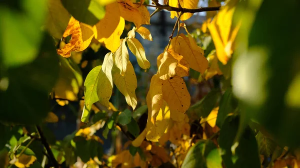 树上秋季叶子的选择性集中拍摄 — 图库照片