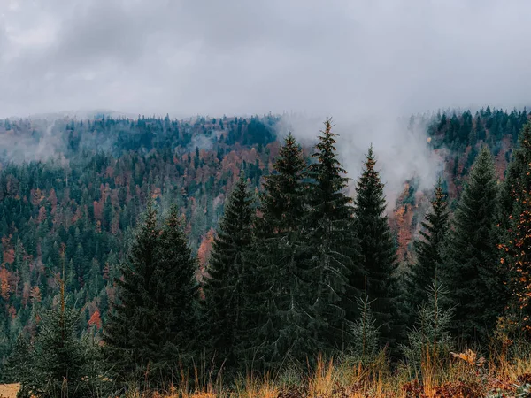 Uma Bela Vista Uma Floresta Abeto Nebuloso — Fotografia de Stock