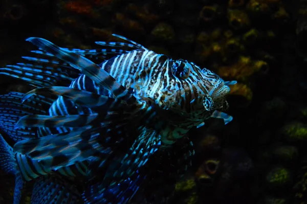 一只蓝鱼在黑暗的水族馆里游泳的特写镜头 — 图库照片