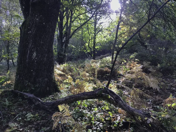 Forest Hinojosa San Vicente Toledo Pielago — Stock Photo, Image