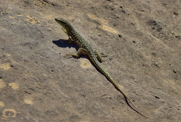 Plan Rapproché Lézard Mural Maltais Prélassant Soleil Sur Rocher Calcaire — Photo