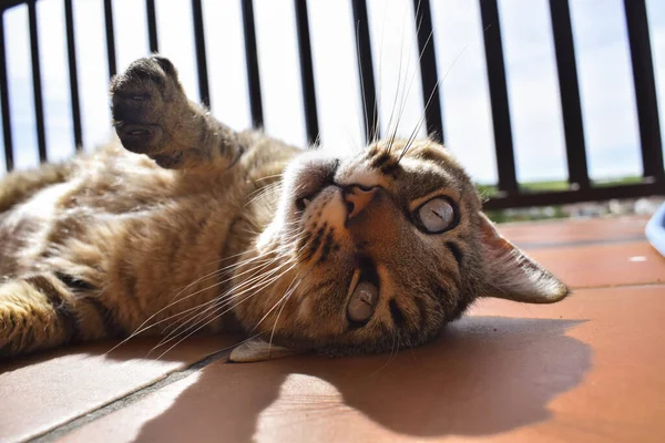 Yerde Yatan Sevimli Bir Kedinin Seçici Odak Noktası — Stok fotoğraf
