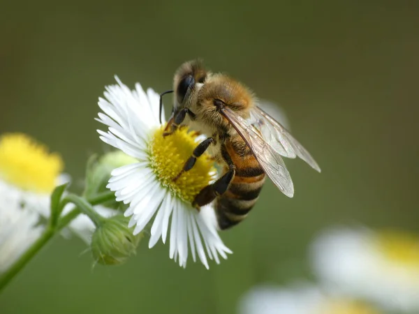 Primo Piano Ape Pelosa Che Raccoglie Polline Comune Fiore Margherita — Foto Stock