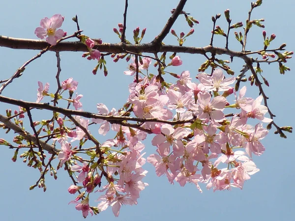 空を背景に桜の美しいショット — ストック写真