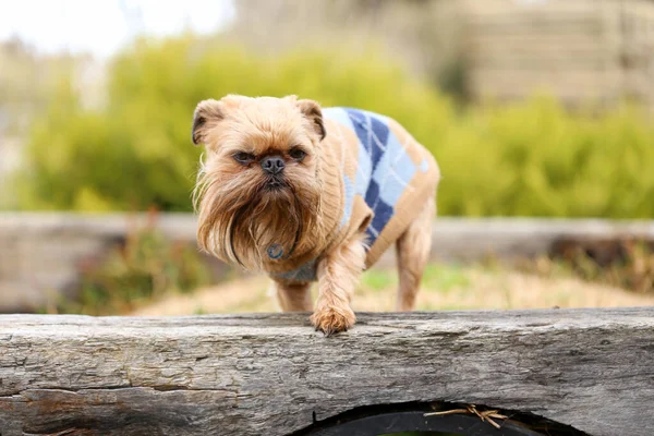 木製の板の上にかわいいブリュッセルグリフォン犬の選択的なフォーカスショット — ストック写真